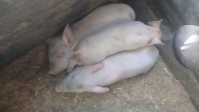 Edema disease of pigs (pigs): treatment and prevention