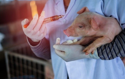 Edema disease of pigs (pigs): treatment and prevention