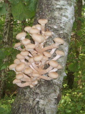 Edible and false mushrooms growing on trees