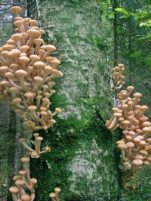 Edible and false mushrooms growing on trees