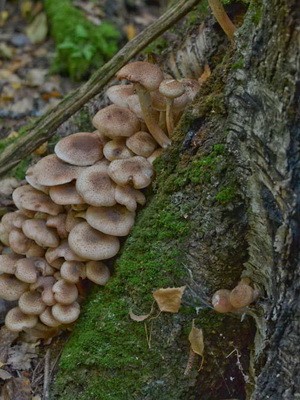 Edible and false mushrooms growing on trees