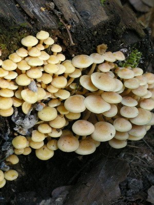 Edible and false mushrooms growing on trees