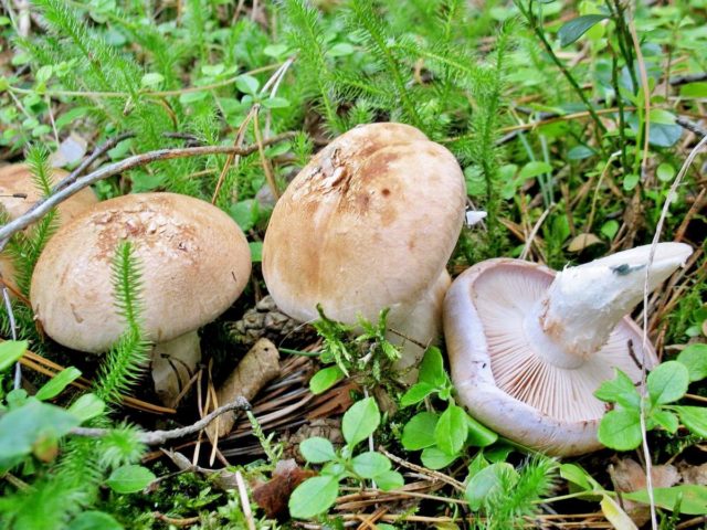 Edible cobweb (Fatty): photo and description