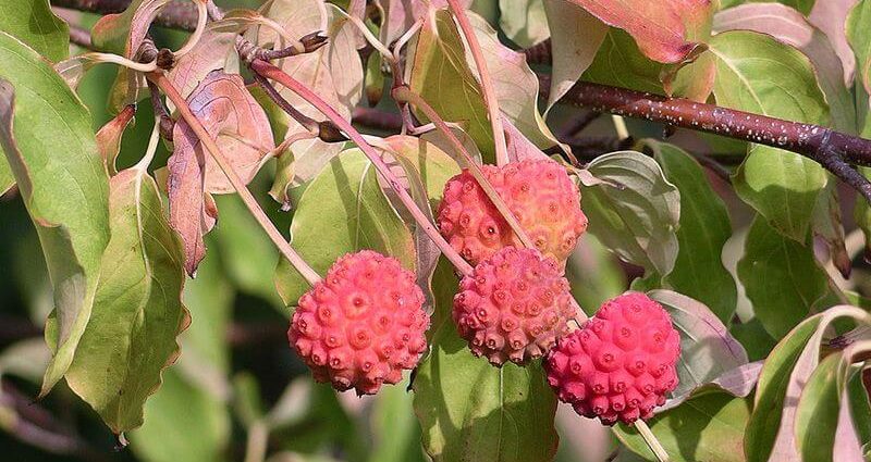 Edible dogwood