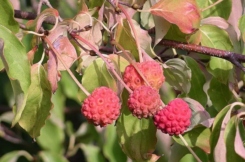 Edible dogwood