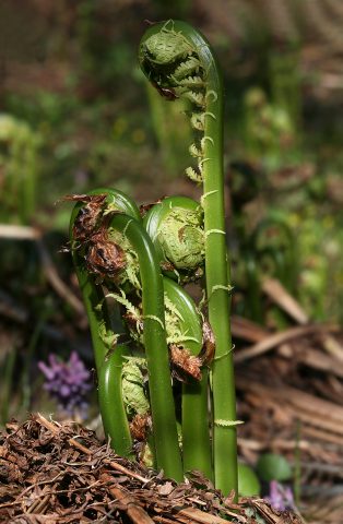 Edible fern: photo, types