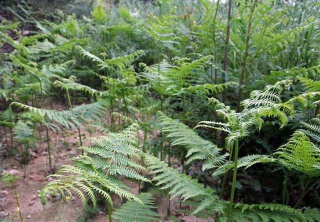 Edible fern: photo, types