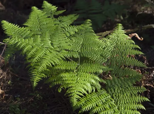 Edible fern: photo, types