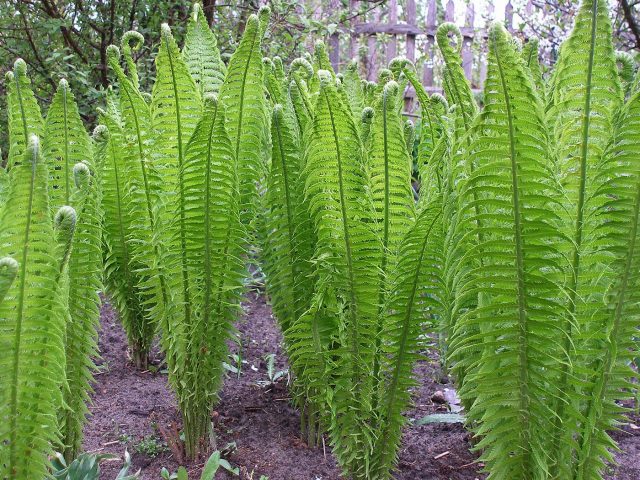 Edible fern: photo, types