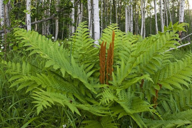 Edible fern: photo, types