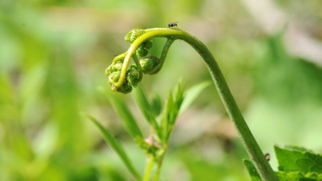 Edible fern: photo, types