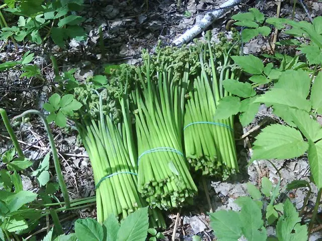 Edible fern: photo, types