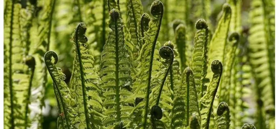 Edible fern: photo, types