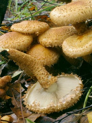 Edible flake: photo and description of the mushroom