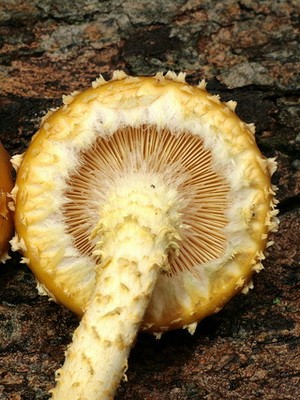 Edible flake: photo and description of the mushroom