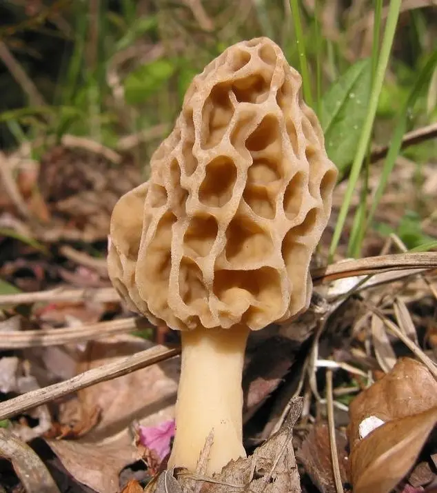 Edible morel (Morchella esculenta) photo and description