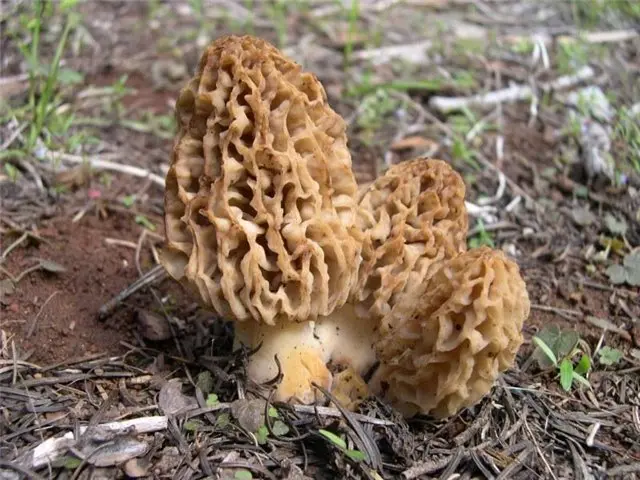 Edible morel (Morchella esculenta) photo and description