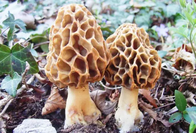 Edible morel mushroom: description and photo