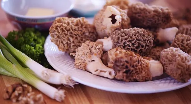 Edible morel mushroom: description and photo