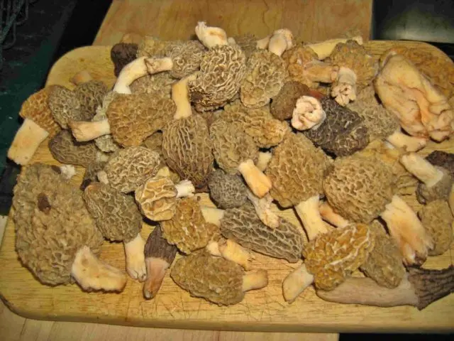 Edible morel mushroom: description and photo