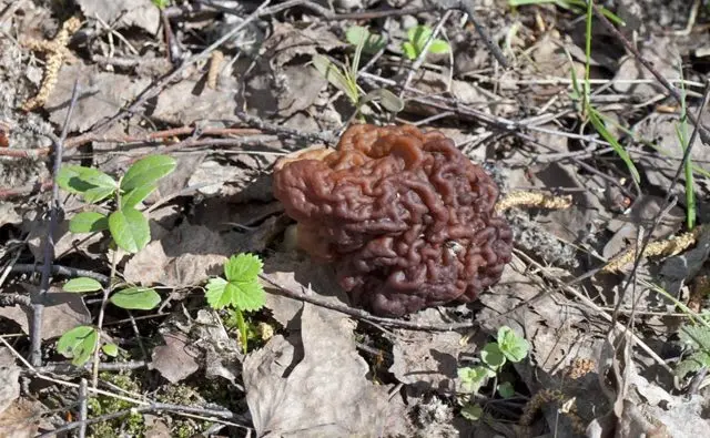 Edible morel mushroom: description and photo