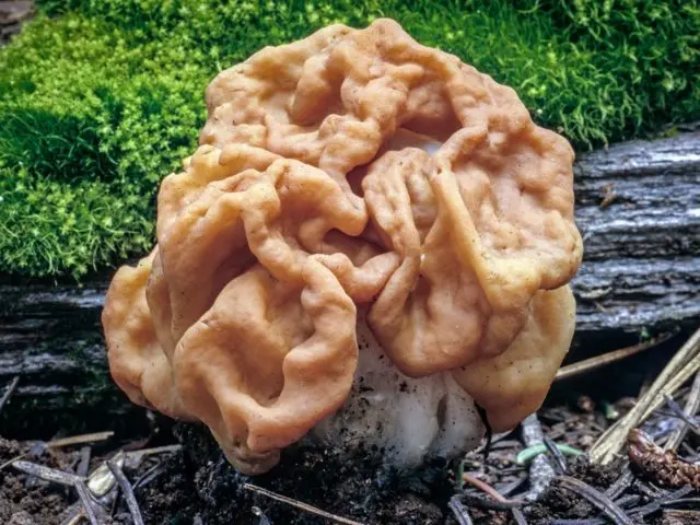 Edible morel mushroom: description and photo