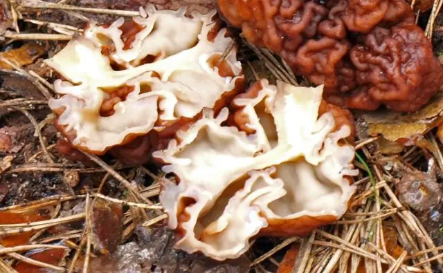 Edible morel mushroom: description and photo