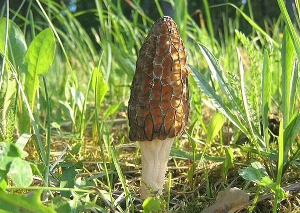 Edible morel mushroom: description and photo