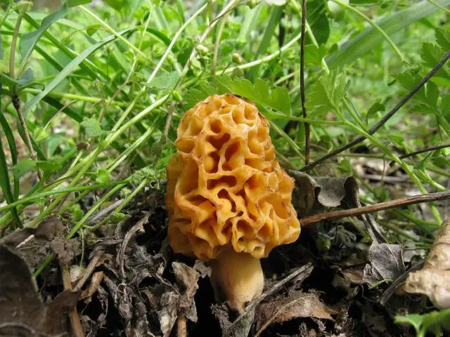 Edible morel mushroom: description and photo