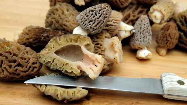 Edible morel mushroom: description and photo