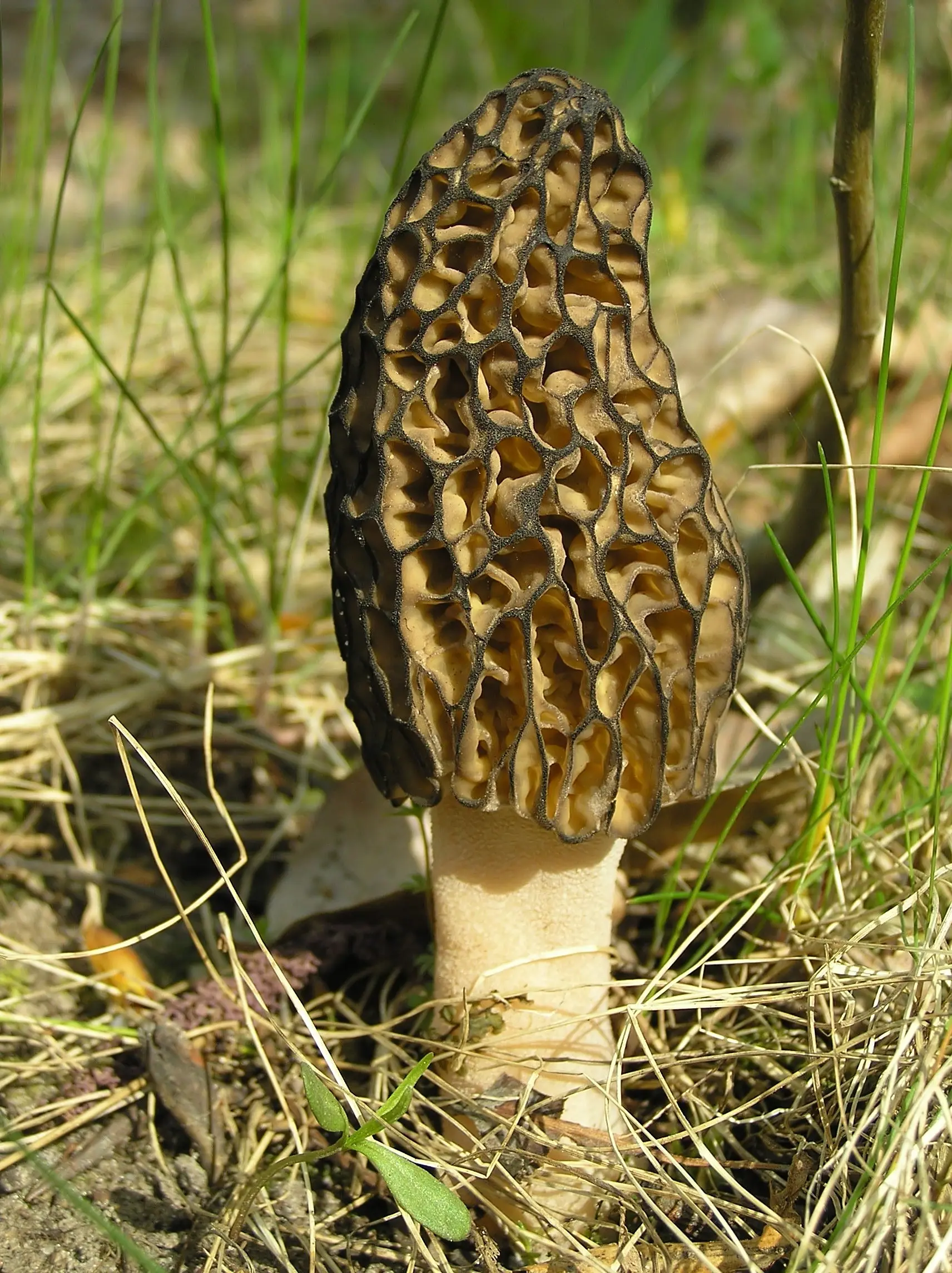 Edible morel mushroom: description and photo