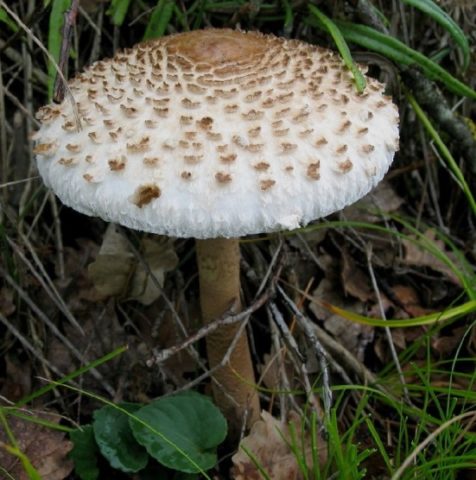 Edible mushrooms umbrellas: photos, types and useful properties