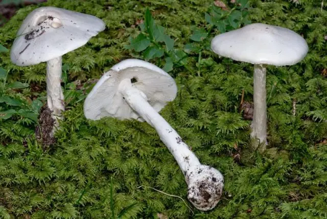 Edible mushrooms umbrellas: photos, types and useful properties