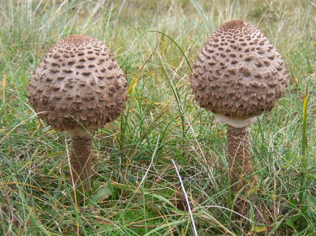 Edible mushrooms umbrellas: photos, types and useful properties