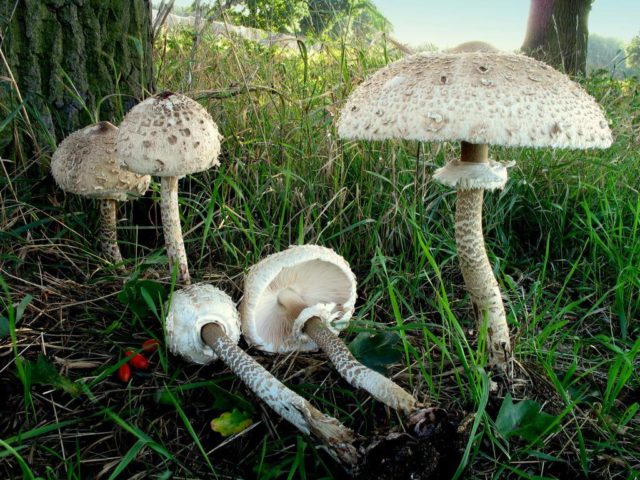 Edible mushrooms umbrellas: photos, types and useful properties