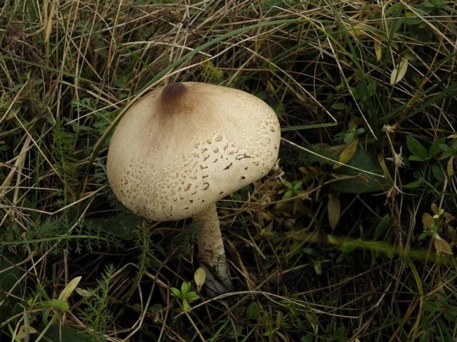 Edible mushrooms umbrellas: photos, types and useful properties