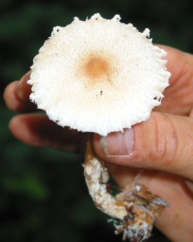 Edible mushrooms umbrellas: photos, types and useful properties