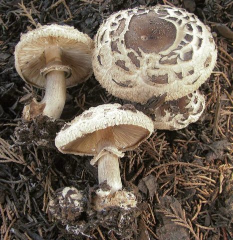 Edible mushrooms umbrellas: photos, types and useful properties