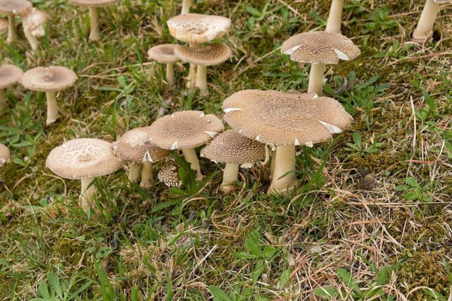 Edible mushrooms umbrellas: photos, types and useful properties