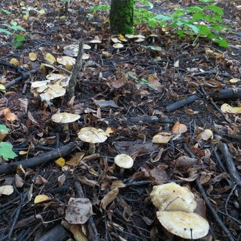 Edible row mushrooms in Primorye