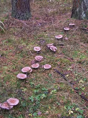 Edible row mushrooms in Primorye