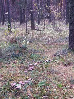 Edible row mushrooms in Primorye