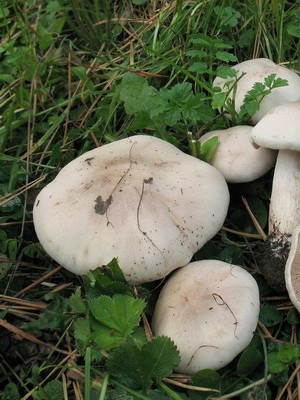 Edible row mushrooms in Primorye