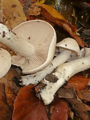 Edible row mushrooms in Primorye