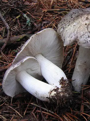 Edible row mushrooms in Primorye