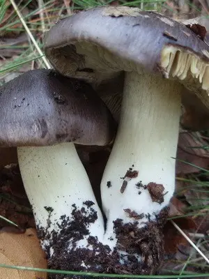 Edible row mushrooms in Primorye