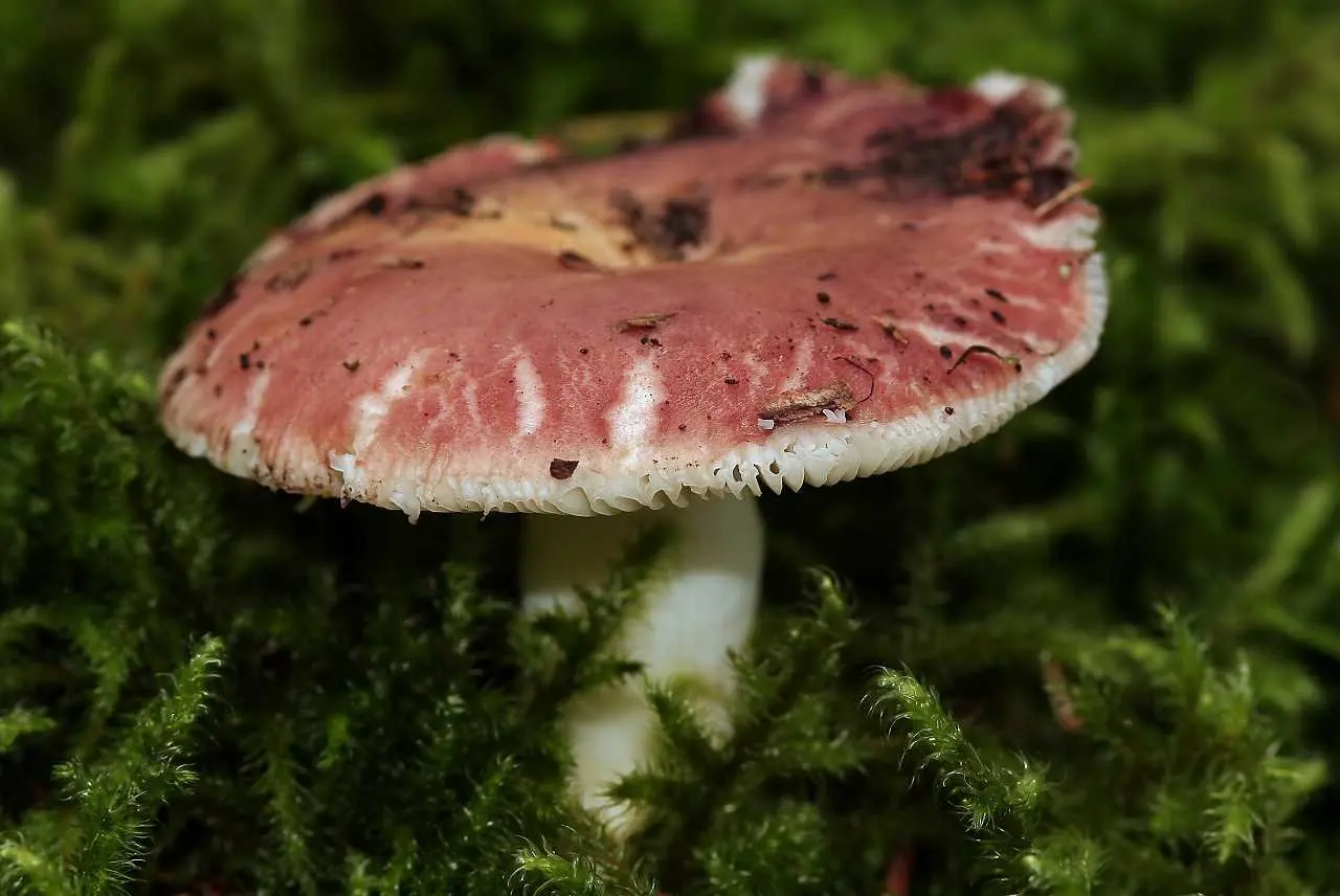 Edible russula (Russula vesca) photo and description