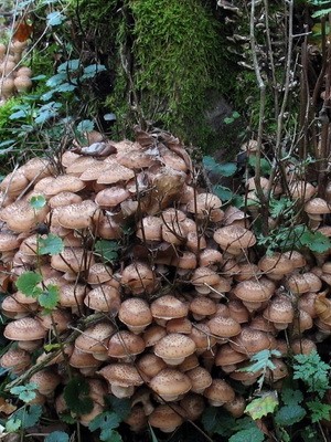 Edible spruce mushrooms: photo and description