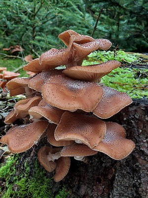 Edible spruce mushrooms: photo and description