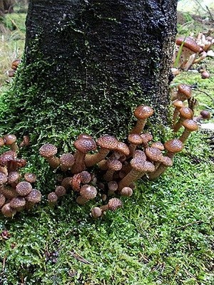 Edible spruce mushrooms: photo and description